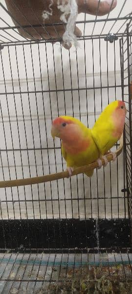 love Birds for sale 1