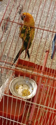 Sun conure 0