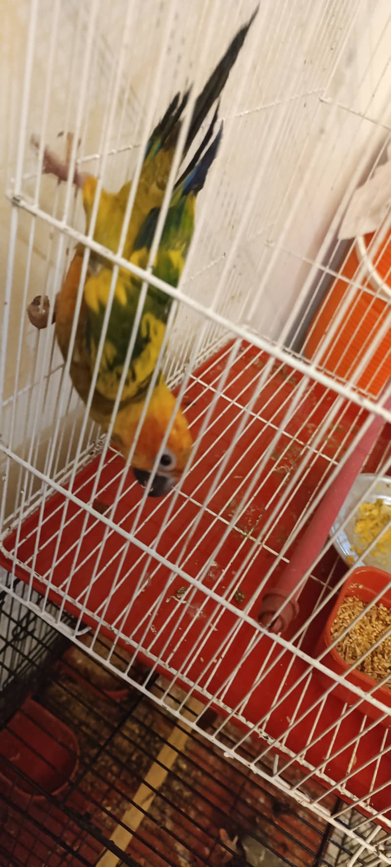 Sun conure 3