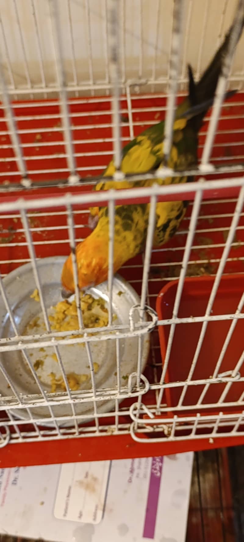 Sun conure 4