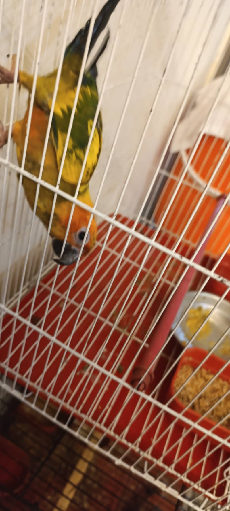 Sun conure 5