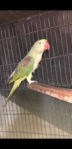 raw parrot for sale