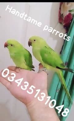 03435131048 //Green ringneck parrots handtame