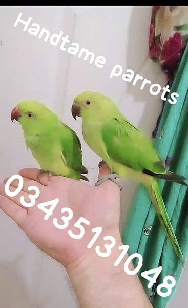 03435131048 //Green ringneck parrots handtame 0