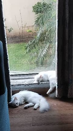 persian white kitten