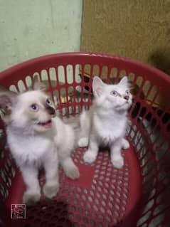 2 Himaliyan Persian Female kitten For Sale