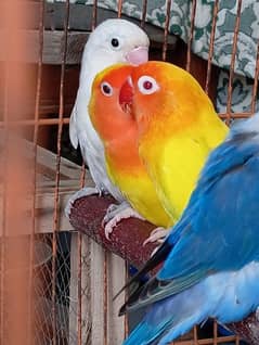 All Love Birds For sale, One Male & 3 Female