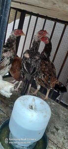 aseel hens for sale 3