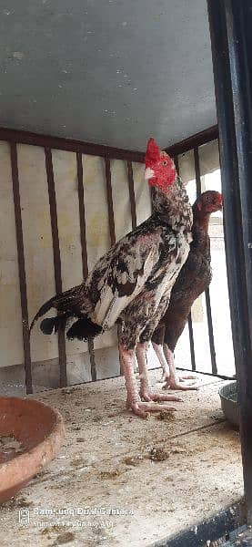 aseel hens for sale 5