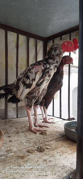 aseel hens for sale 6