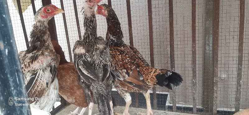 aseel hens for sale 7