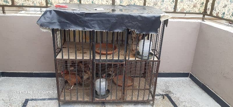 aseel hens for sale 9