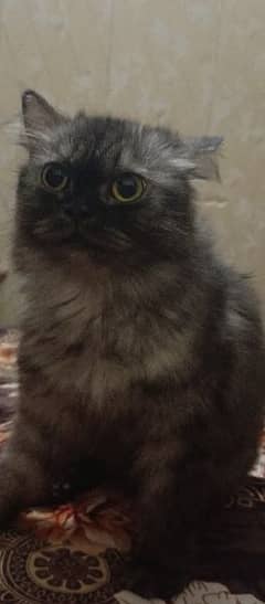 Persian cat