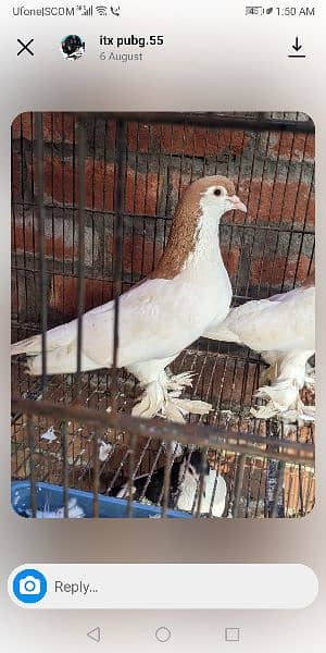 sherazi pigeons pair home breader 1