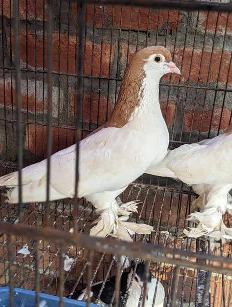 sherazi pigeons pair home breader 2