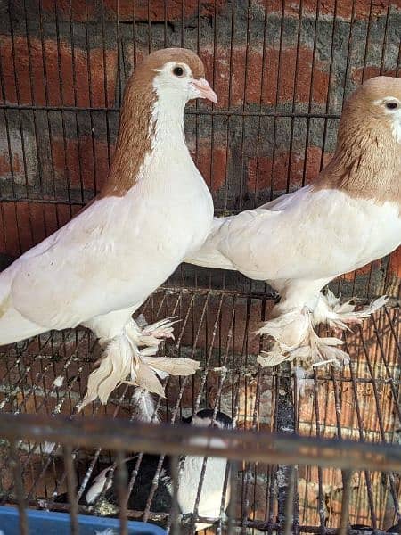 sherazi pigeons pair home breader 4