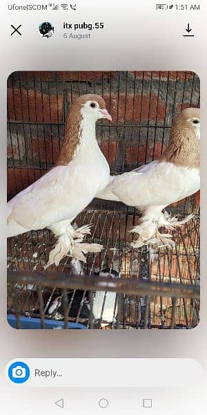 sherazi pigeons pair home breader 6