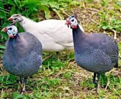 guena fowl white and cheena pair