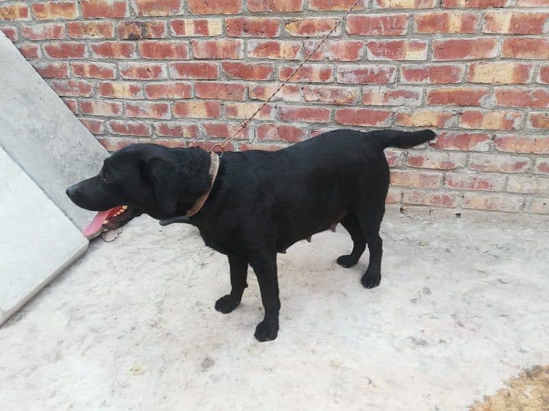 American Labrador Female 0