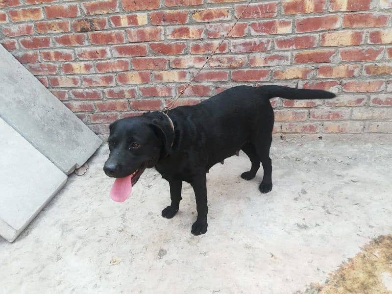 American Labrador Female 8