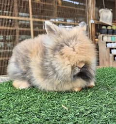 Teddy bear dwarf Rabbits