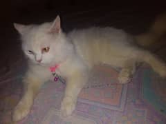 cats female and male pair Whatsapp me /0303-240-9923