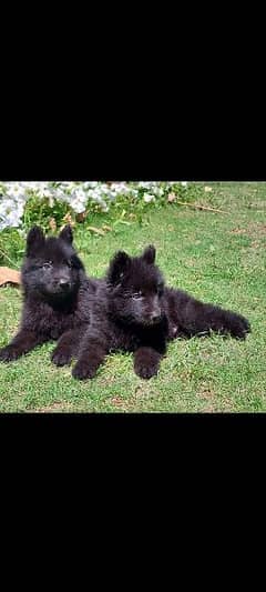 topline show class quality black gsd proper long coat pair for sale