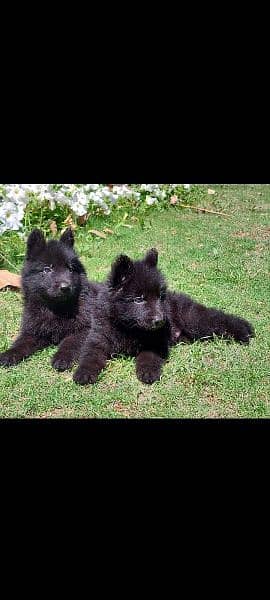 topline show class quality black gsd proper long coat pair for sale 0