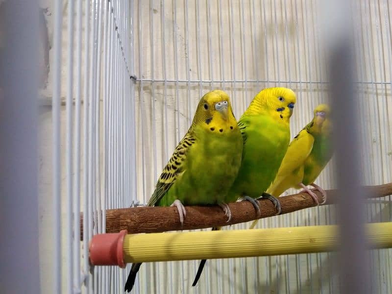 2 Pairs of Adult Buggies Parrot With New Cage 0