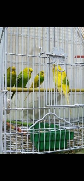 2 Pairs of Adult Buggies Parrot With New Cage 1