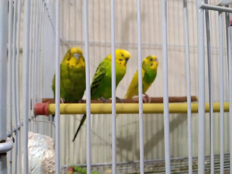 2 Pairs of Adult Buggies Parrot With New Cage 2