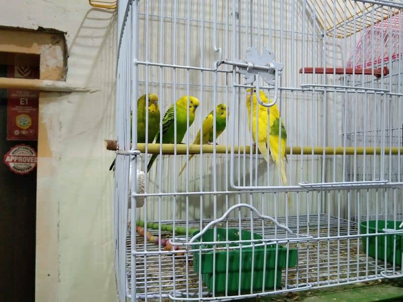 2 Pairs of Adult Buggies Parrot With New Cage 4