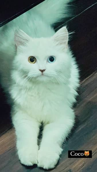 Persian kitten 2