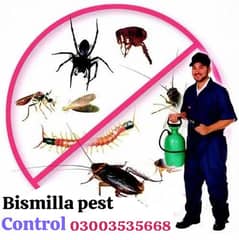 Bissmillah pest control bed bugs lizerd and  famigation services 0