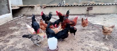 eggs laying hens for sale 0