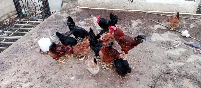 eggs laying hens for sale 1