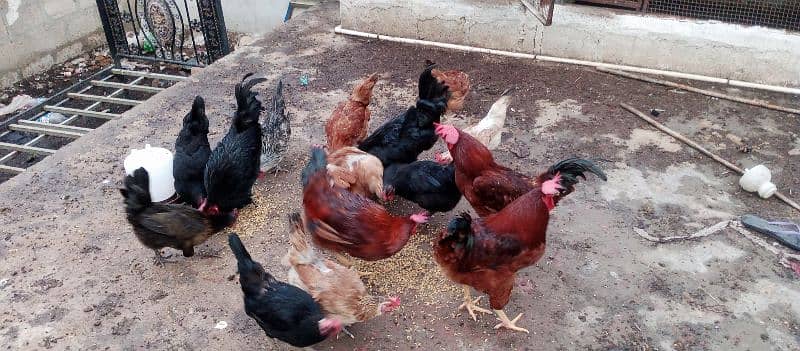 eggs laying hens for sale 2