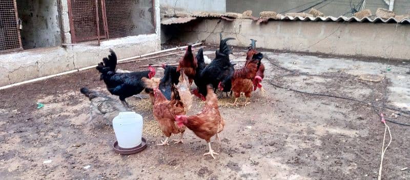 eggs laying hens for sale 3