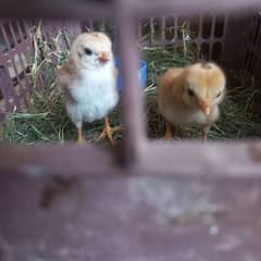 Pure 1 week old 2 Sindhi Aseel chick's for Sale