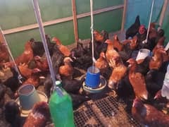 Lohman Brown and Black Fresh Egg laying hens for sale