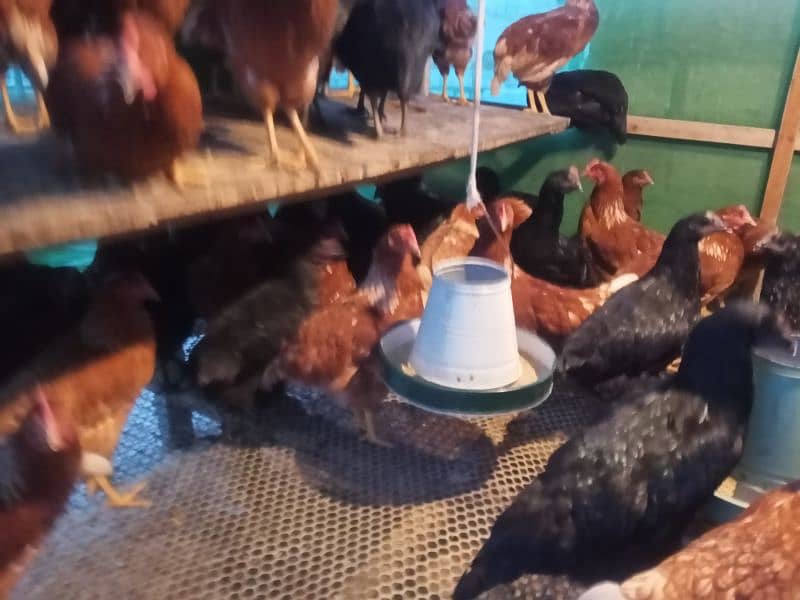 Lohman Brown and Black Fresh Egg laying hens for sale 1