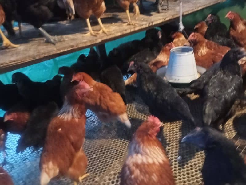 Lohman Brown and Black Fresh Egg laying hens for sale 3