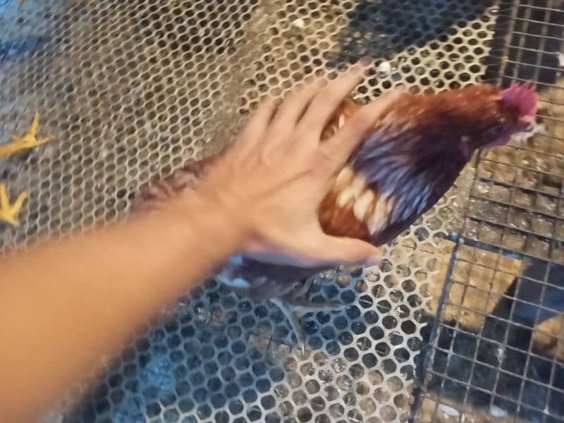 Lohman Brown and Black Fresh Egg laying hens for sale 4