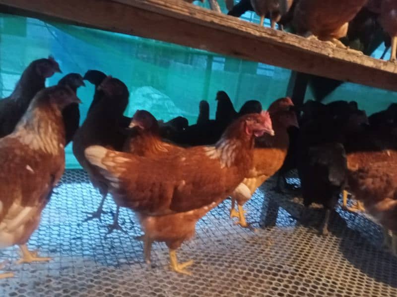 Lohman Brown and Black Fresh Egg laying hens for sale 5