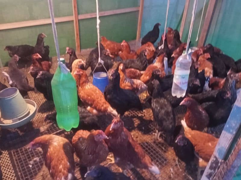 Lohman Brown and Black Fresh Egg laying hens for sale 6