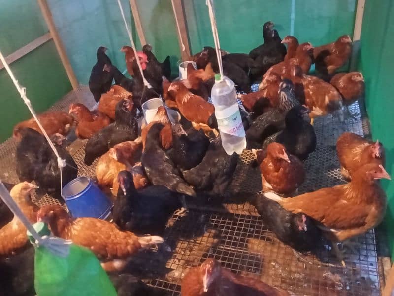 Lohman Brown and Black Fresh Egg laying hens for sale 7