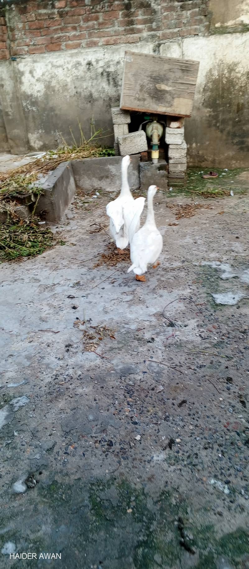 duck pair for sale 2