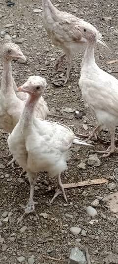 turkey avilabel for sale . 03110245067