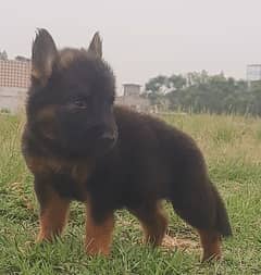 German Shepherd Pupy