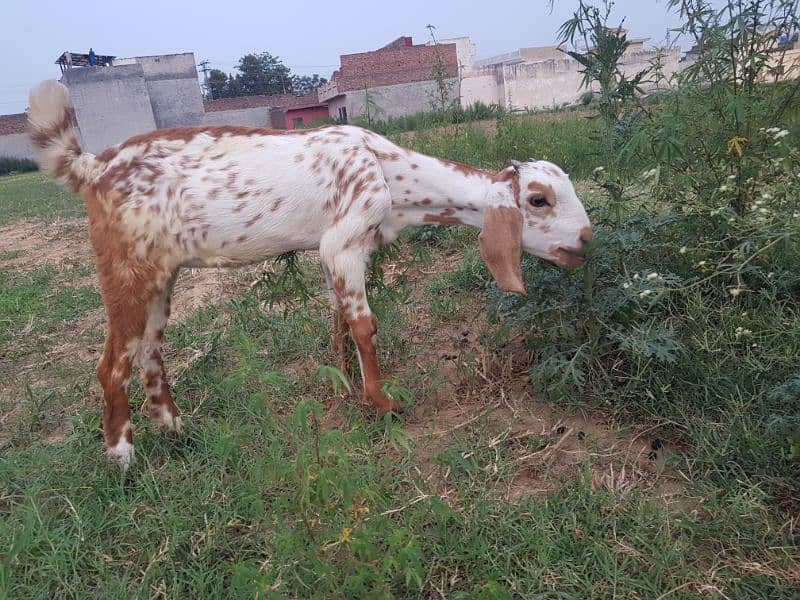 Makki cheeni cross bakri (patt) for sale 1